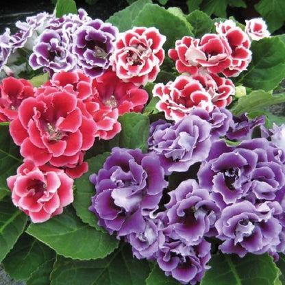 Mix Sinningia Flower Seeds
