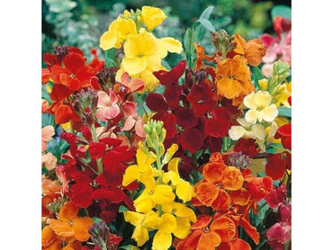 Wallflower Cheiranthus Cheiri Flower seeds for Planting Cottage Garden Essential Heirloom & GMO Free Seeds for Home Garden