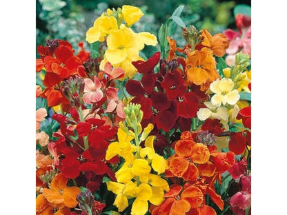 Wallflower Cheiranthus Cheiri Flower seeds for Planting Cottage Garden Essential Heirloom & GMO Free Seeds for Home Garden