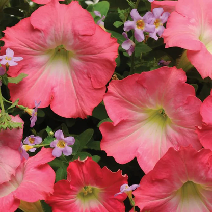 Petunia 'Easy Wave Rosy Dawn' Flower Seeds