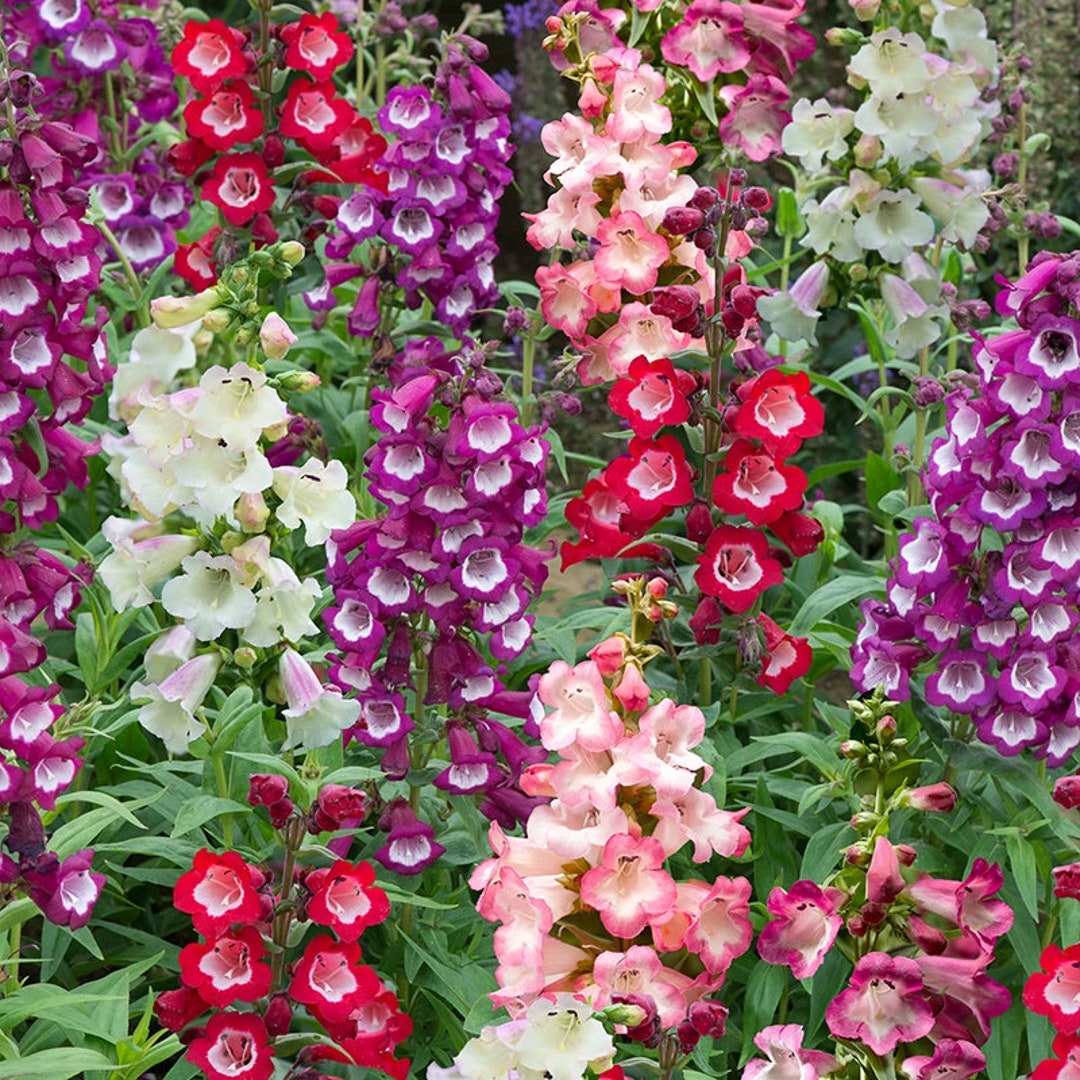 Penstemon Flower seeds for Planting - Drought Tolerant, Heirloom & GMO Free Seeds for Home Garden
 
 Sale seeds for planting in home garden