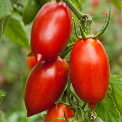 Amish Paste Tomato Vegetable Seeds