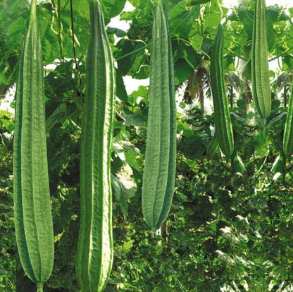 Luffa Angled Loofah Vegetable Seeds