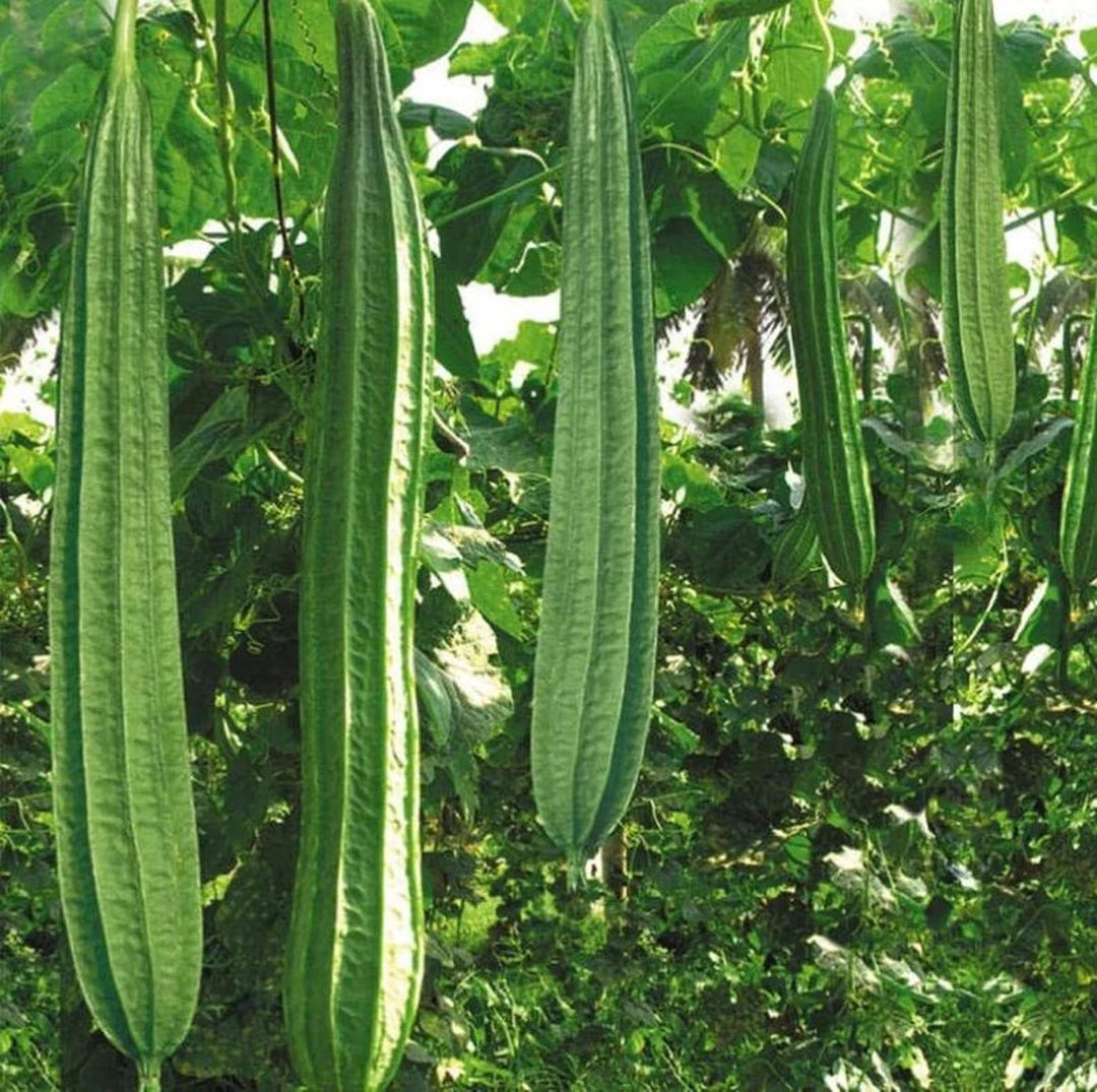 Luffa Angled Loofah Vegetable Seeds