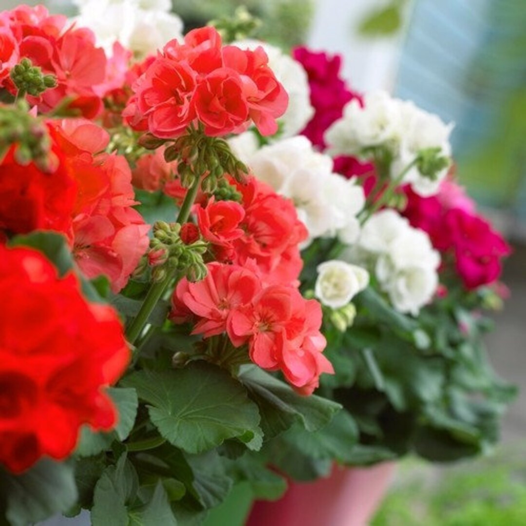 Red White Geraniums Flower seeds for Planting - Seasonal Bloomer, Heirloom & GMO Free Seeds for Home Garden
 
 Sale for planting in home garden.