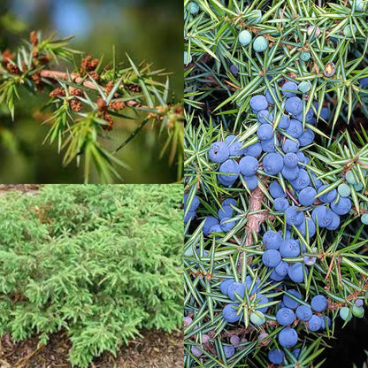 Common Juniper Tree Seeds