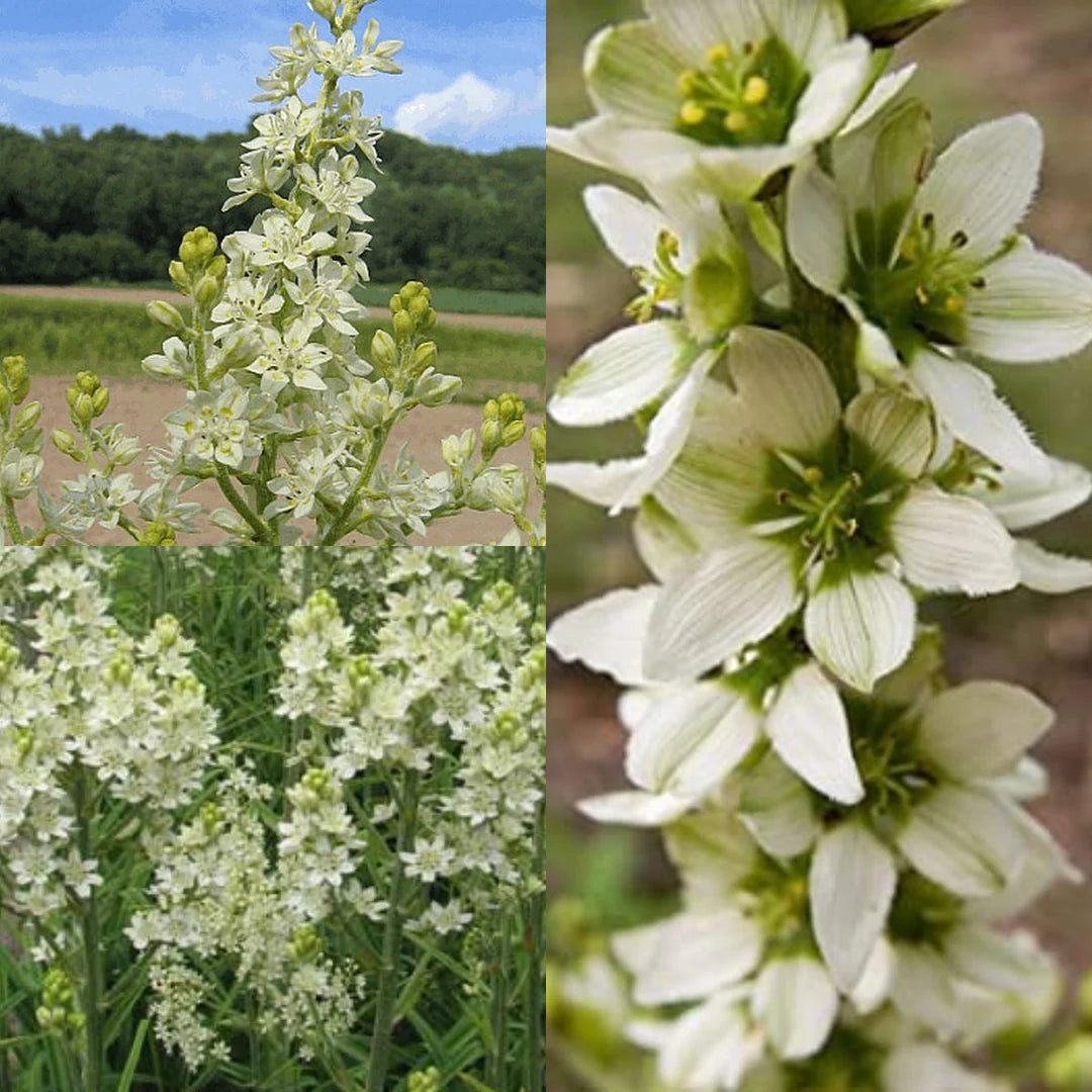 Virginia Bunchflower Seeds