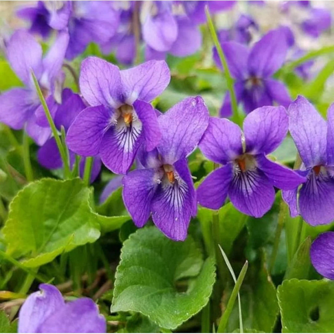 Sweet Violet  Flower Seeds (Viola Odorata)