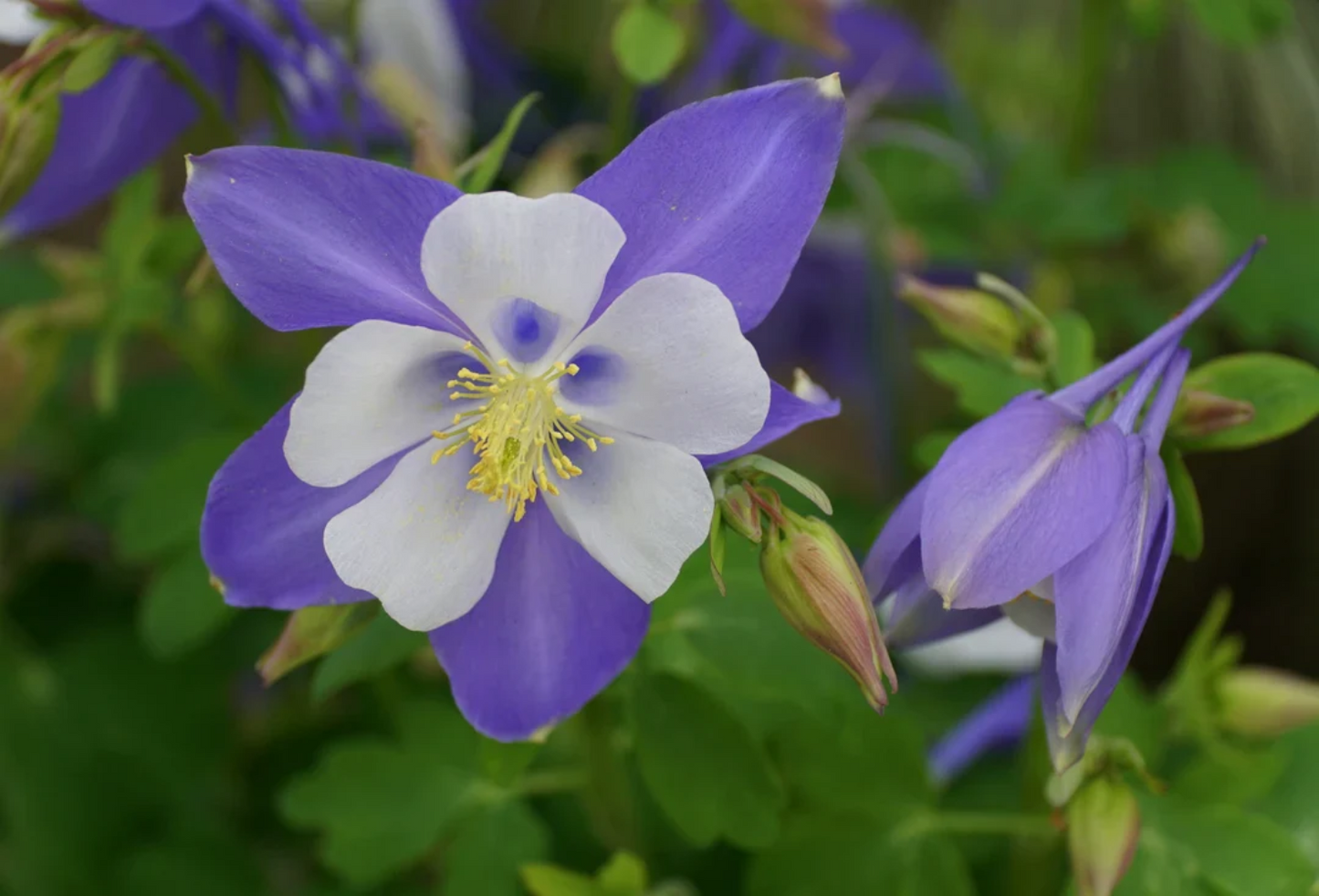 Rocky Mountain Columbine Flower Seeds