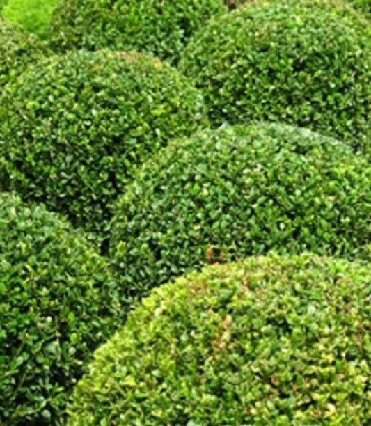 Buxus Sempervirens Flower seeds for Planting - Vibrant Colors, Heirloom & GMO Free Seeds for Home Garden
 
 Sale for planting in home garden.
