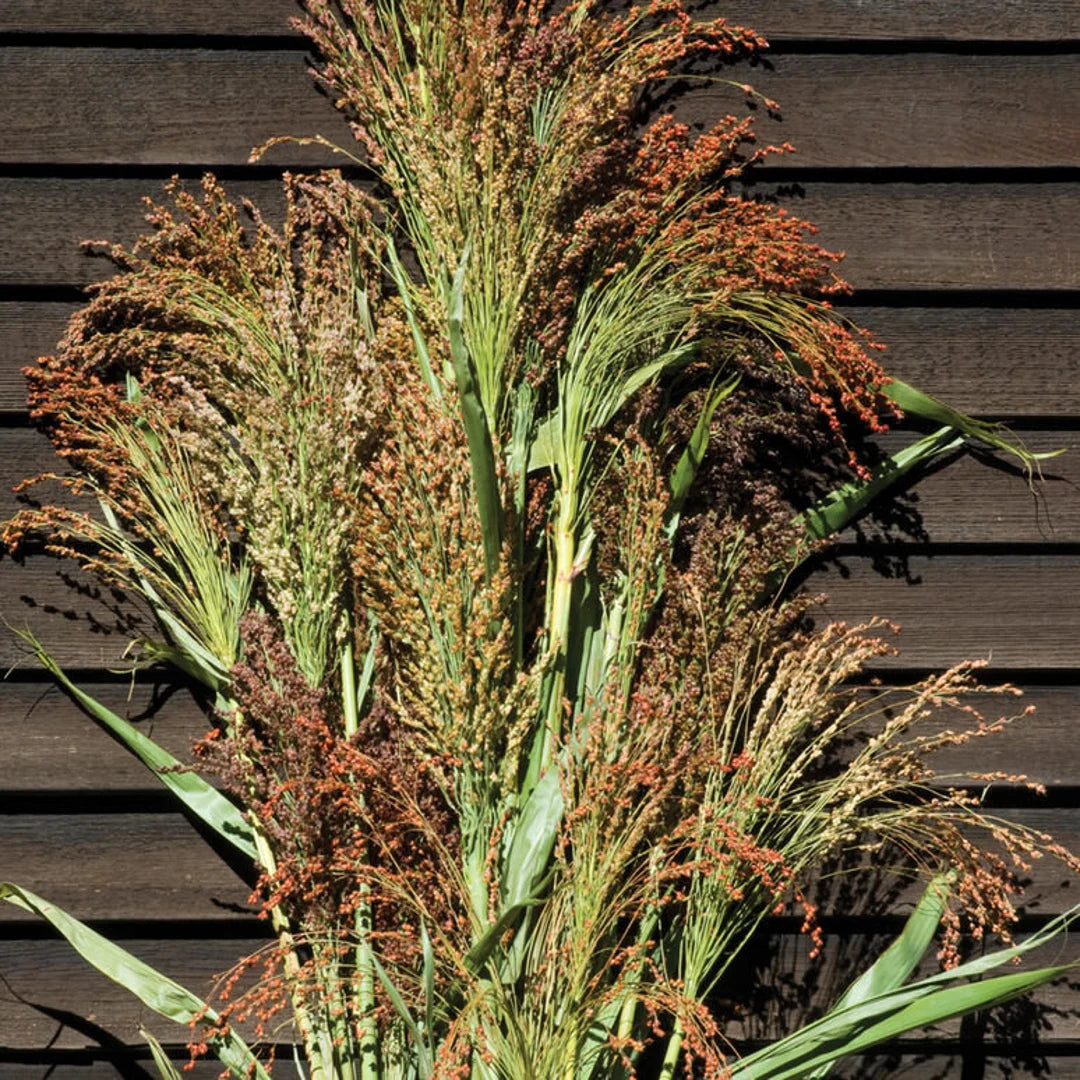 Broomcorn Herb Seeds