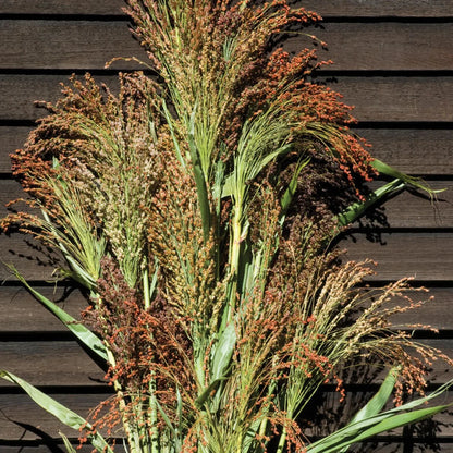 Broomcorn Herb Seeds