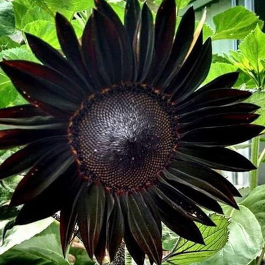 Black Sunflower Seeds