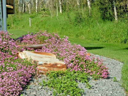 Saponaria Flower seeds for Planting Sun Loving Heirloom & GMO Free Seeds for Home Garden