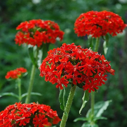 Red Lychnis Flower Seeds
