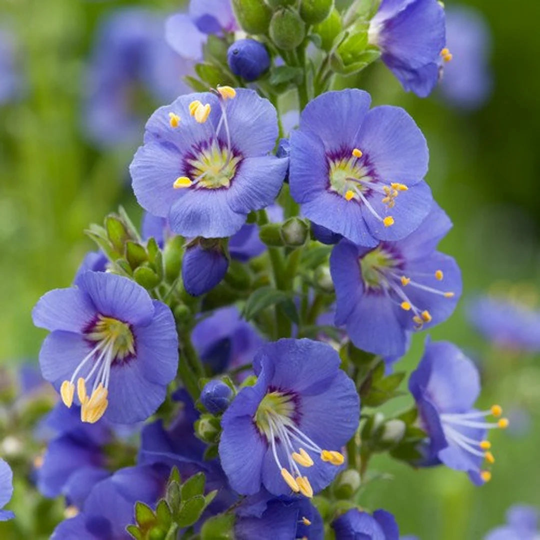 jacob's ladder plant seeds Jacob's Ladder (Polemonium caeruleum) Flower Seeds for Planting – Heir –  Pure Asia Seeds