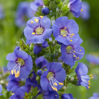 Jacob's Ladder Flower Seeds