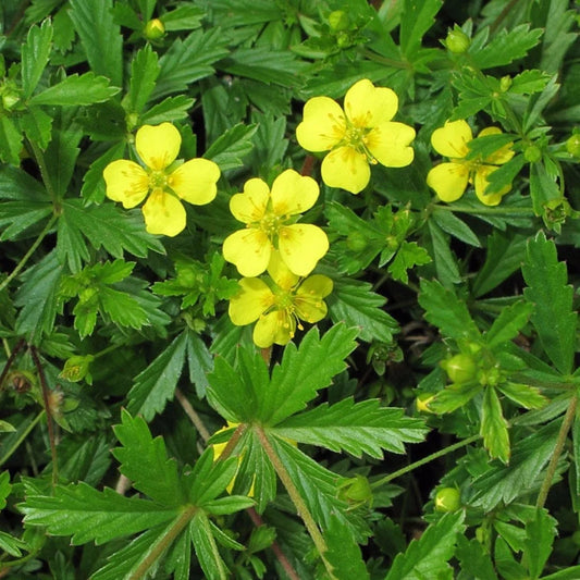 Tormentil Flower Seeds