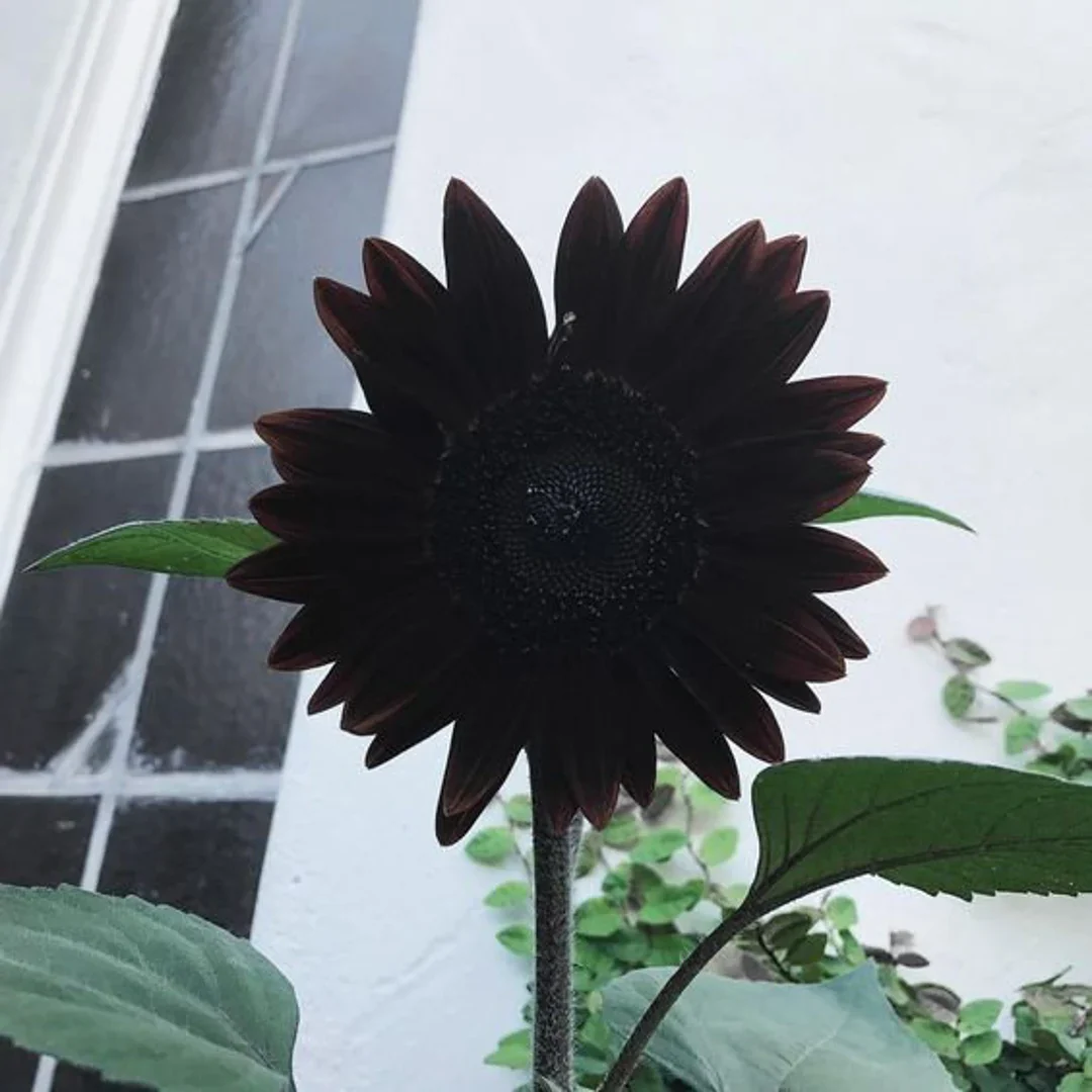Black Sunflower Seeds