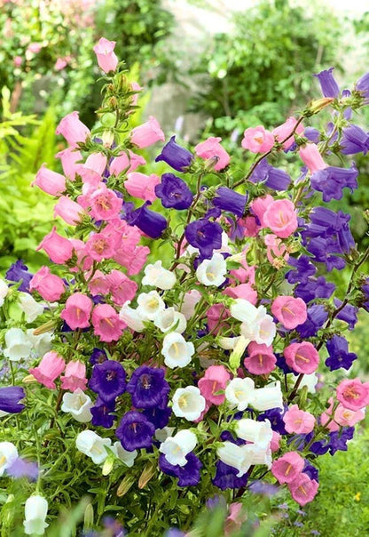 Canterbury Bells Flower Seeds