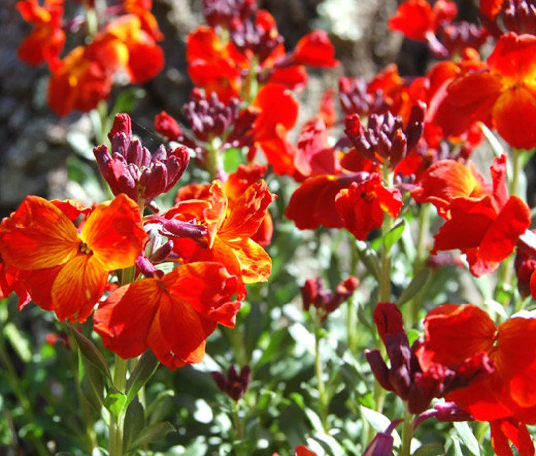 Wallflower Cheiranthus Cheiri Flower seeds for Planting Cottage Garden Essential Heirloom & GMO Free Seeds for Home Garden