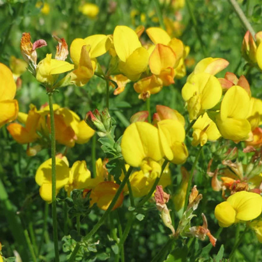Bird's-Foot Trefoil Flower Seeds