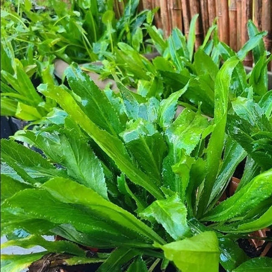 Culantro Herb Seeds
