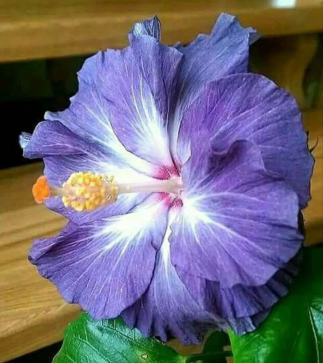 Purple Hibiscus Flower Seeds