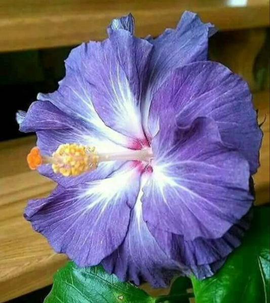 Purple Hibiscus Flower Seeds