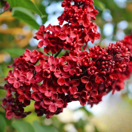 Red Lilac Seeds Syringa Vulgaris Flower Seeds