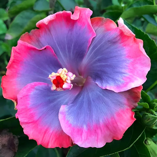 Black Pink Purple Hibiscus Flower Seeds