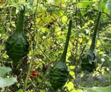 Dinosaur Gourd Vegetable Seeds for Planting – Heirloom, Non-GMO, Easy to Grow, Edible