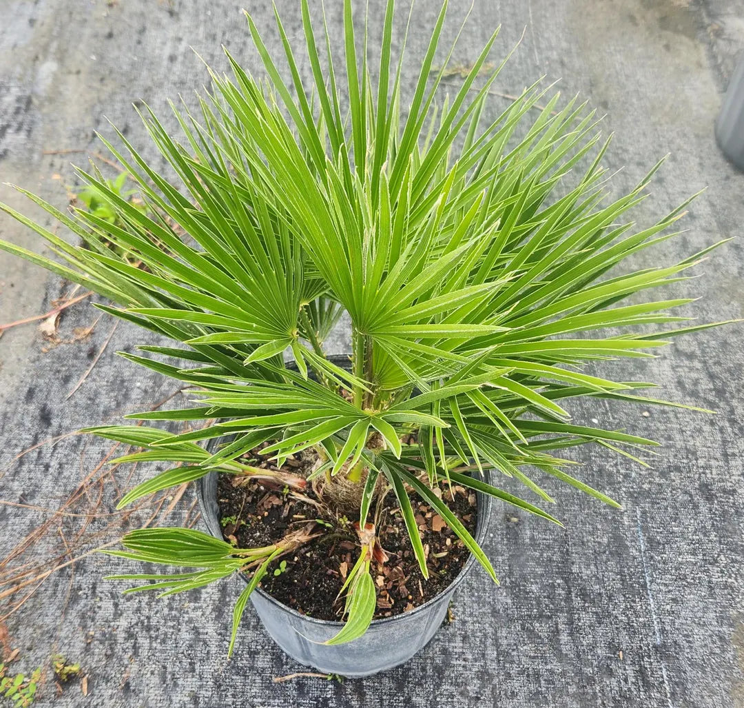 Graines de plante Chamaerops Humilis