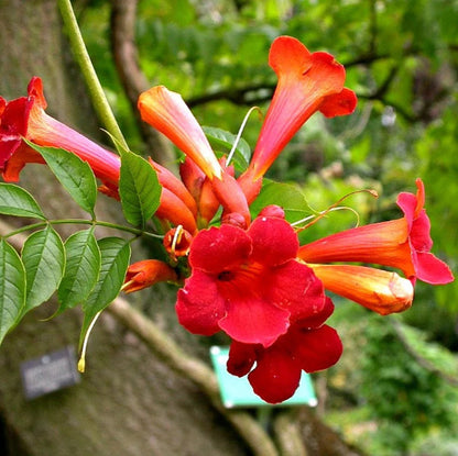 Semillas de flor de enredadera de trompeta (Campsis radicans)