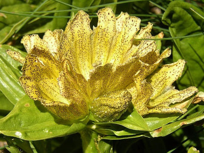 Spotted Gentian Flower Seeds