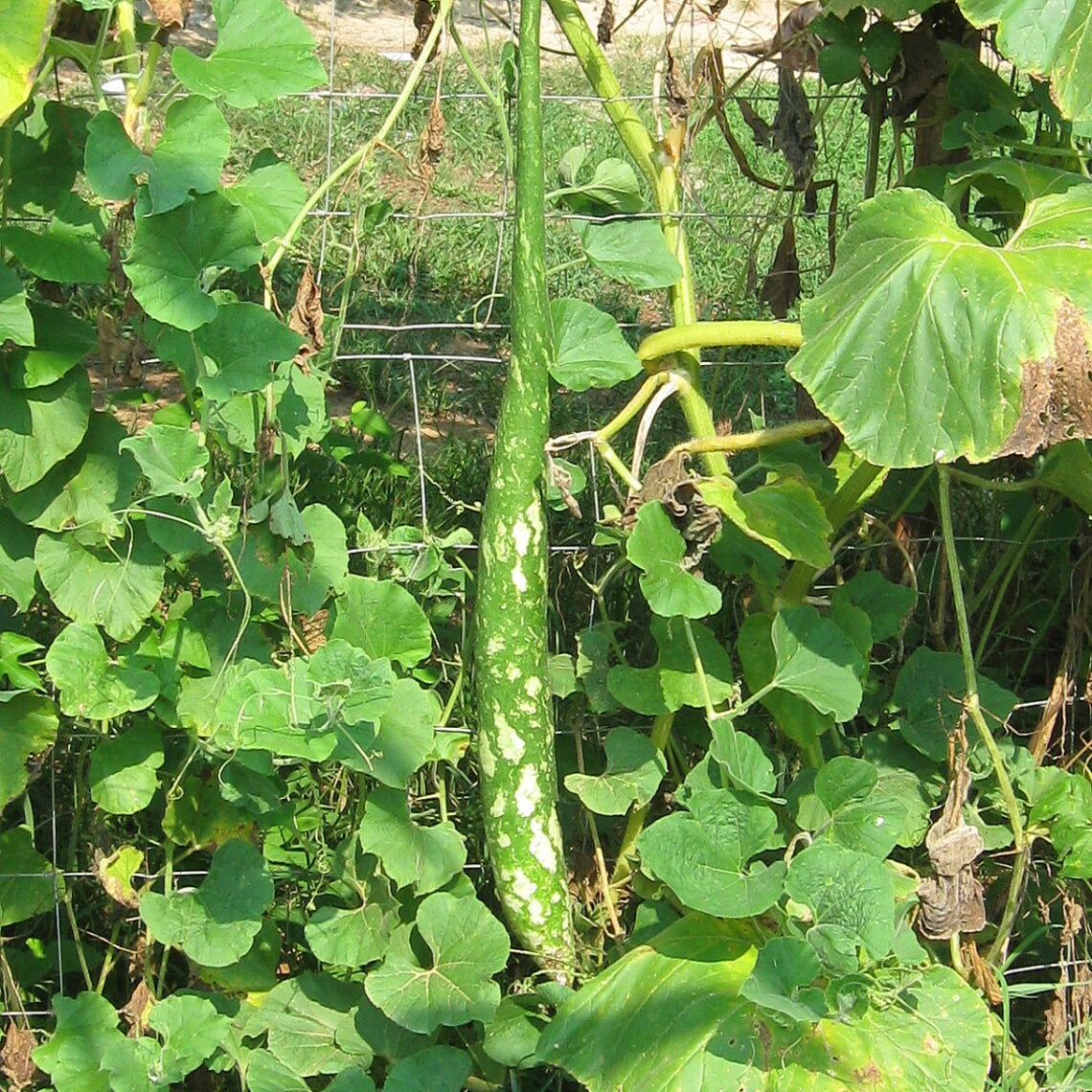 ロングコリンズヒョウタン野菜の種