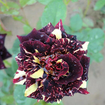 Schwarze Drachenrose Blumensamen