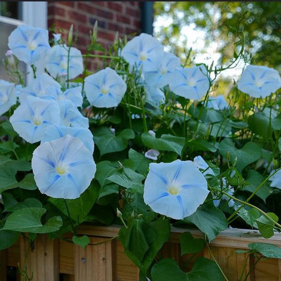 Ipomoea 'Ismay' Flower Seeds