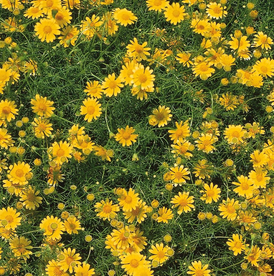 Dahlberg Daisy Flower Seeds