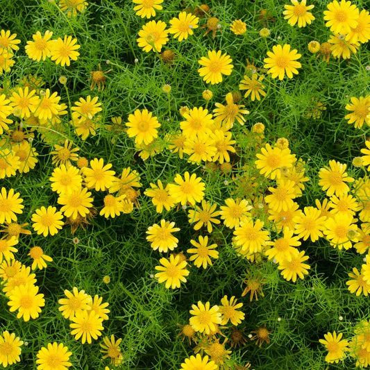 Dahlberg Daisy Flower Seeds