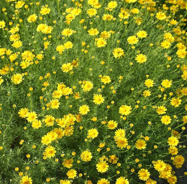Dahlberg Daisy Flower Seeds