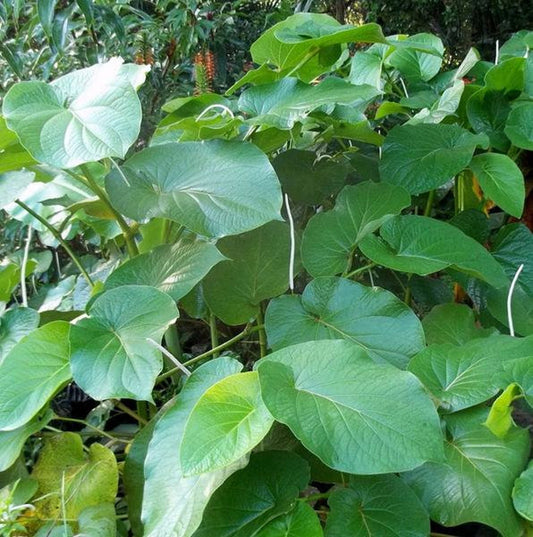 Semi di Erba Piper Auritum