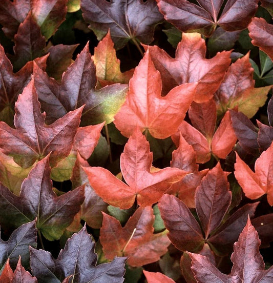 Boston Ivy Vine Virginia Creeper Parthenocissus tricuspidata Climbing Seeds Flower seeds for Planting - Bright Blooms, Heirloom & GMO Free Seeds for Home Garden
 
 Sale for planting in home garden