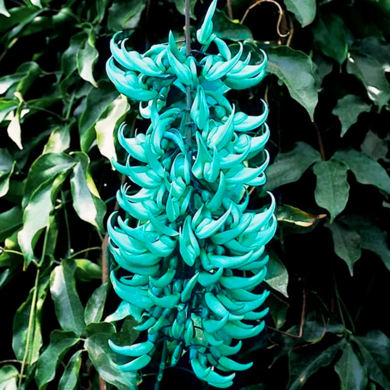 Jade Vine Flower Seeds