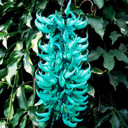 Jade Vine Flower Seeds