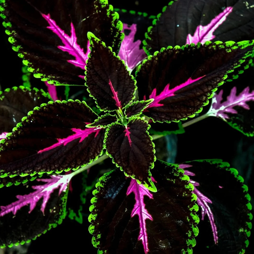 King Kong Coleus Plant Seeds