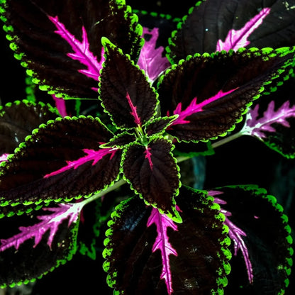 King Kong Coleus Plant Seeds