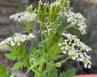 シセリ・ミリス・オドラタの花の種まき用種子 - 手間いらず、伝統種、遺伝子組み換えなしの家庭菜園用種子
