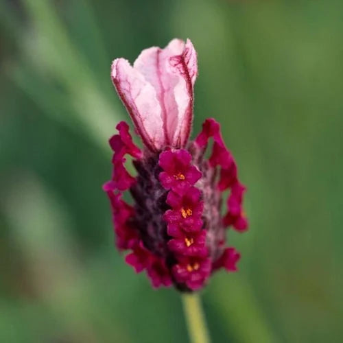 Red Lavender Flower seeds for Planting - Cut Flower Favorite, Heirloom & GMO Free Seeds for Home Garden
 
 Sale for planting in home garden