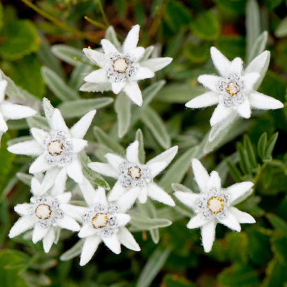 Graines de fleur d'edelweiss